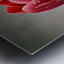 Tulip with Raindrops Metal print