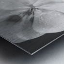 Raindrops Resting on Pink B&W Metal print
