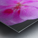 Raindrops Resting on Pink Metal print