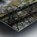 Autumnal Pine and Birch Forest in the Scottish Highlands Metal print