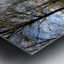 Autumnal Forest Walk Through the Scottish Highlands Metal print