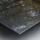 Scenes from the Trail - Ferns in a Scottish Highlands Pine Forest Metal print