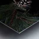 Scenes from the Trail- Pine Cone Metal print