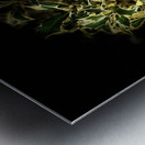  Variegated Holly Wreath  -  Merry Christmas  Metal print