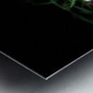 Scenes from the Trail- Butterfly Metal print