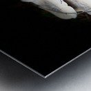 Scenes from the Trail -Autumnal Forest Mushroooms Metal print