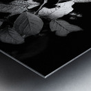 Cotoneaster Tree with Berries in Black and White  Metal print
