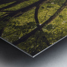 Maple Tree on a May Morning Metal print