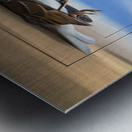 Avis Rara Metal print