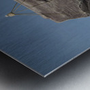 Amat Victoria Curam Metal print