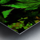  Artistic Autumnal Acer Leaves Too Metal print