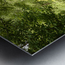 A Spring Nature Path through the Scottish Highlands Metal print