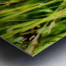 Single Wild Daisy in the Scottish Highlands  Metal print