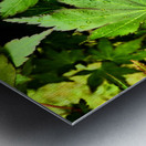 Artistic Autumnal Acer Leaves  Metal print