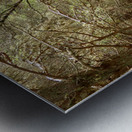 Forest Wonderland in the Scottish Highlands Metal print