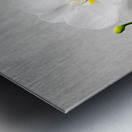Orchid on Grey Metal print