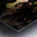 Portraits of Plants- Golden Leaves Metal print