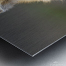 Sly Glance Metal print