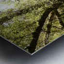 Scottish Highlands Forest Scene  Metal print