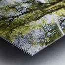 Scottish Highlands Birch Tree View Metal print