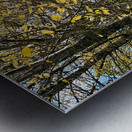 Autumns Grace in the Scottish Highlands  Metal print