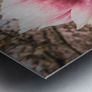 Jane Magnolias Wide Closeup Metal print