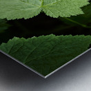 Light hitting Leaf Metal print