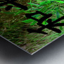 Panda bear Metal print
