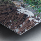 JAM 0816 1 Metal print