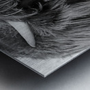 Young Highland Cow Portrait Black And White Metal print