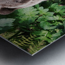 Beautiful Bear Metal print