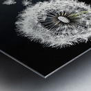 Dandelion Seed Pod Blowing in the Wind Metal print