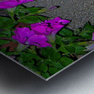 Sphinx Moth Metal print