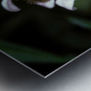 Honey Bee on Aster by Gene Killion 1980  Metal print