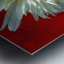 Abstract White Daisy Flower on an Abstract Background  Metal print