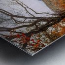 Golden Colors of Autumn Metal print