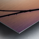 Bird Silhouette Sunset Metal print