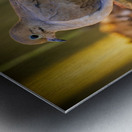 Mourning Dove on a Rock Metal print