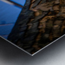 Juvenile Sharp Shinned Hawk Peaking Metal print