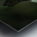 Red Spotted Purple Admiral Butterfly Metal print