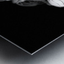 Portrait of Plants- Delicate Roses in Black and White Metal print