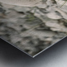 The Innocence of a Baby White Goat: Stunning Photography Metal print