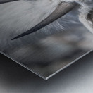 Majestic Close-Up: White Mountain Goat Portrait Metal print