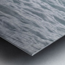 Sea Lion Mustaches: Whiskers of the Ocean Metal print