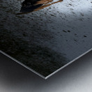 Scenes from the Trail- Hunting for Treats Metal print