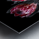 Protea Flora Metal print