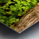 Scenes from the Trail-Natures Summer Wonders in the Scottish Highlands Metal print