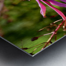 Impressionistic Summer Cone Flower  Metal print