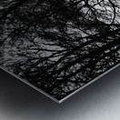 Winters Black and White Trees in the Scottish Highlands Metal print