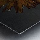 Abstract Dark Pink Daisy on a Dark Abstract Background Metal print